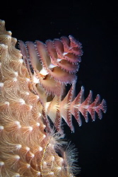 Just another Christmas Tree Worm but I really like the li... by Lowrey Holthaus 